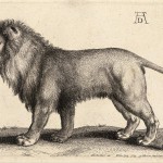 800px-Wenceslas_Hollar_-_A_lion_standing,_after_Dürer_(State_1)