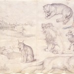 durer-animals1955-1848