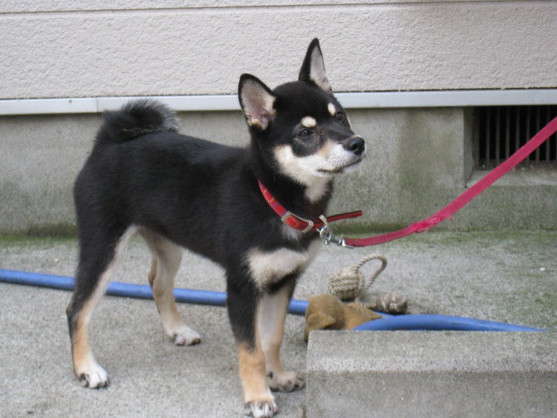 日本犬 世界の犬種サイト