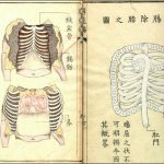 anatomical-illustrations_020