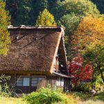 9126547-cottage-and-rice-field-in-small-village-shirakawa-go-japan-autumn-season