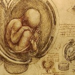 da_vinci_studies_of_embryos_luc_viatour